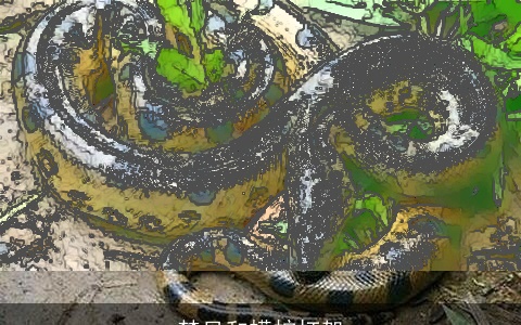 梦见和蟒蛇打架