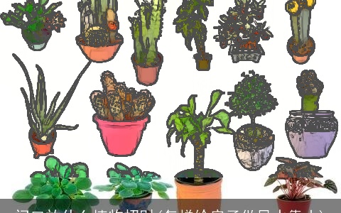 门口放什么植物招财(怎样给房子做风水靠山)