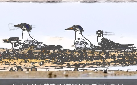 为什么没人养燕子(燕鸥是最痴情的鸟么)