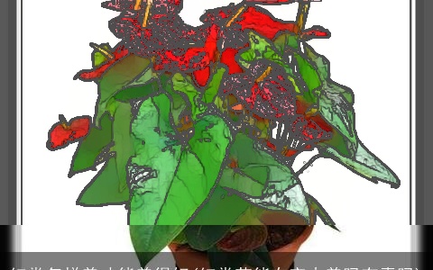 红掌怎样养才能养得好(红掌花能在室内养吗有毒吗)