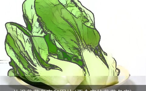 认识蔬菜名字和图片(两个字的蔬菜名字)