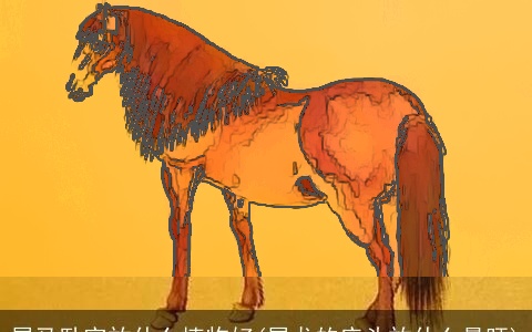 属马卧室放什么植物好(属龙的床头放什么最旺)