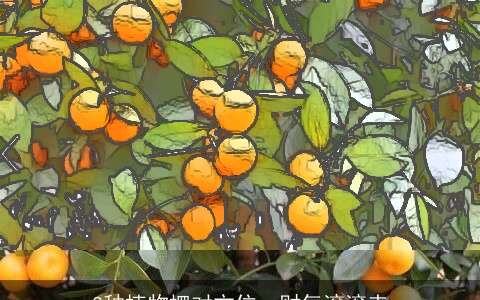 3种植物摆对方位，财气滚滚来