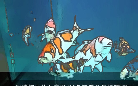 人形锦鲤是什么意思(80鱼缸养几条锦鲤好)