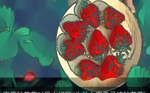 家里种草莓对风水好吗(为什么家里忌讳种草莓)