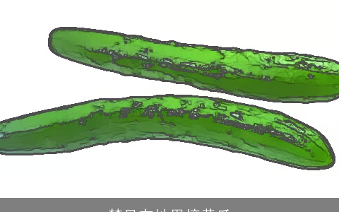 梦见在地里摘黄瓜