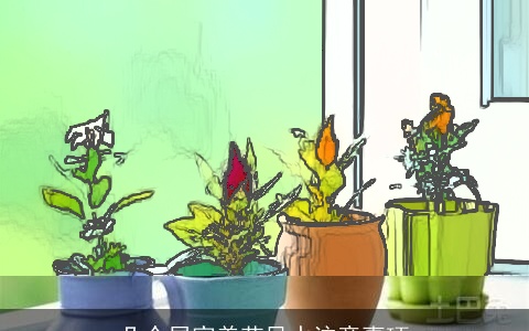 几个居家养花风水注意事项