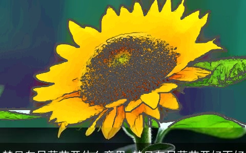 梦见向日葵花开什么意思 梦见向日葵花开好不好
