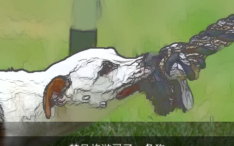 梦见旅游买了一条狗