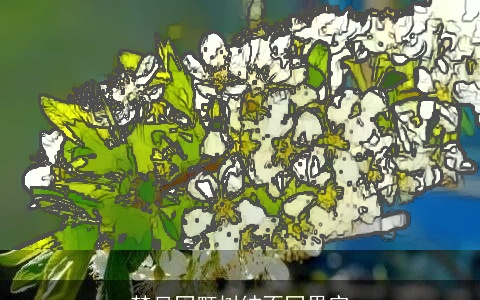 梦见同颗树结不同果实