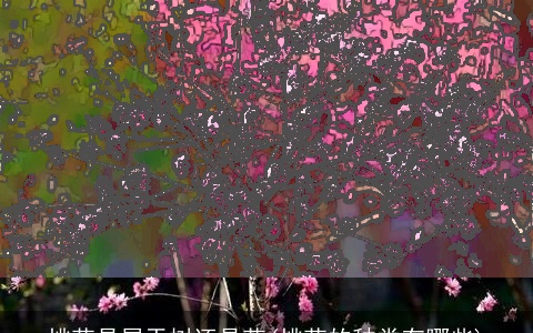 桃花是属于树还是花(桃花的种类有哪些)