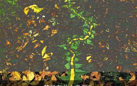 梦见向井中丢石头