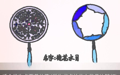 适合学生桌面养的花(学生书桌放什么物品比较好)