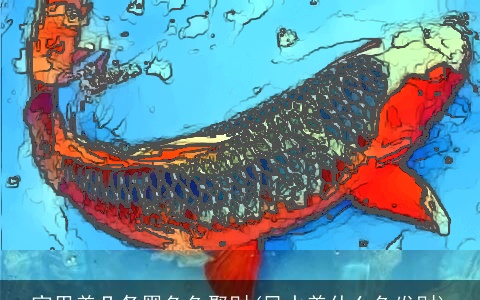 家里养几条黑色鱼聚财(风水养什么鱼发财)