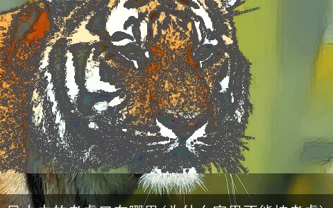 风水中的老虎口在哪里(为什么家里不能挂老虎)