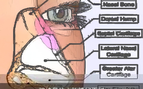 驼峰鼻的人性情好不好