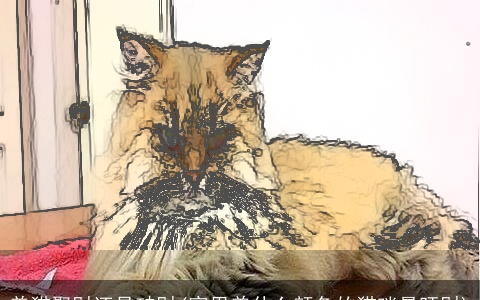 养猫聚财还是破财(家里养什么颜色的猫咪最旺财)