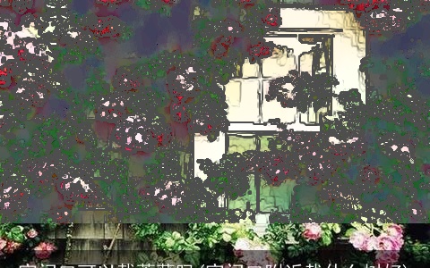 家门口可以载蔷薇吗(家门口附近栽什么树好)