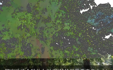 河岸边适合种什么树(刚种的楸树要浇多少水)