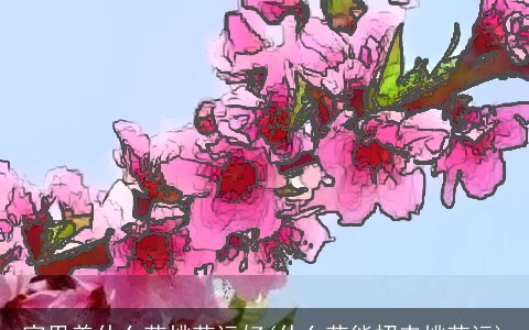 家里养什么花桃花运好(什么花能招来桃花运)