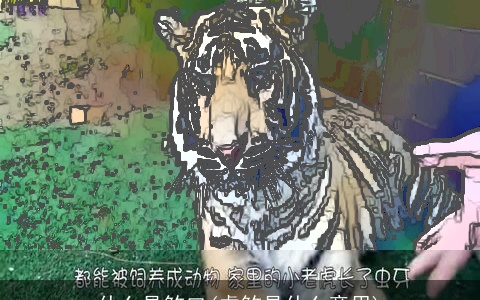 什么是煞口(虎煞是什么意思)