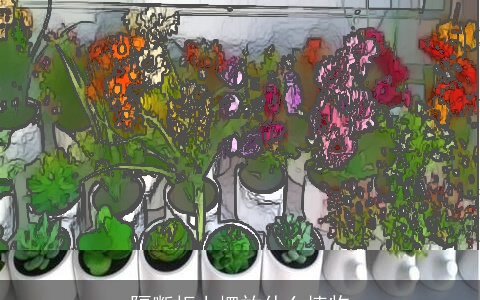 隔断柜上摆放什么植物