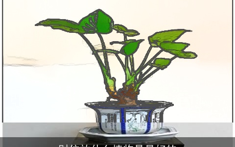 财位放什么植物是最好的