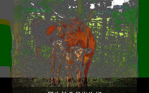 属牛的几月出生好