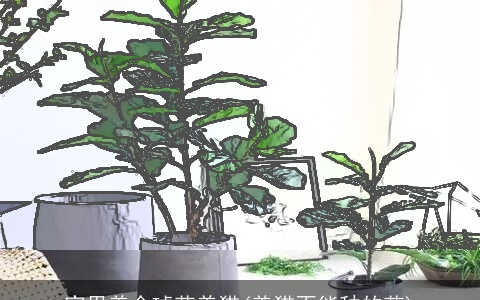 家里养金琥花养猫(养猫不能种的花)