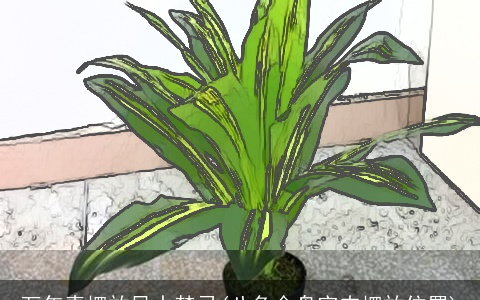 万年青摆放风水禁忌(八角金盘室内摆放位置)