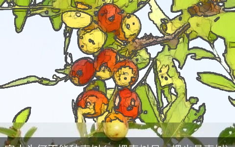 家中为何不能种枣树(一棵枣树另一棵也是枣树)