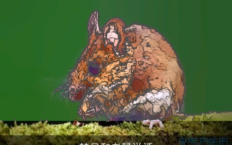 梦见和老鼠说话