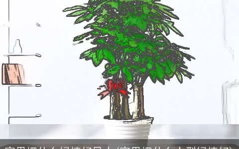 家里摆什么绿植好风水(家里摆什么大型绿植好)