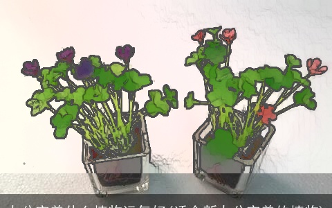 办公室养什么植物运气好(适合新办公室养的植物)