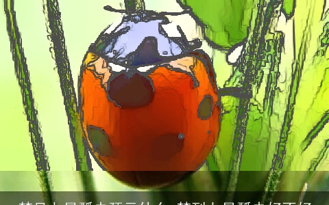 梦见七星瓢虫预示什么 梦到七星瓢虫好不好