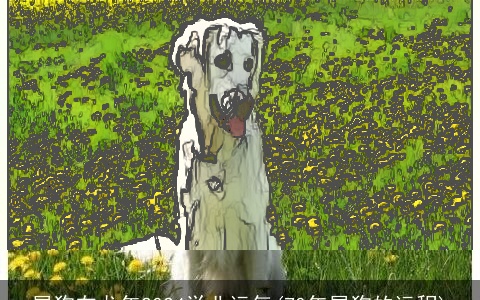 属狗在龙年2024学业运气(70年属狗的运程)