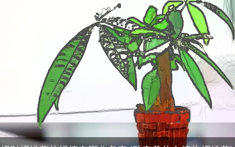 招财招桃花的绿植有哪些名字(卧室养什么植物招桃花)