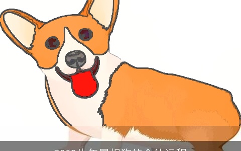 2009牛年属相狗的全体运程