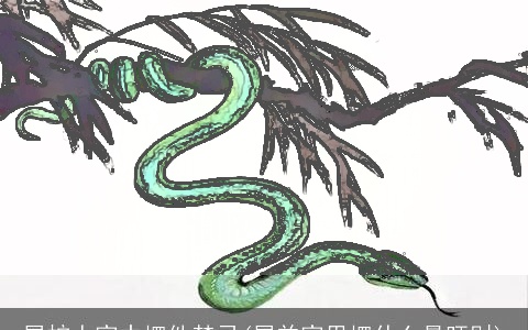 属蛇人家中摆件禁忌(属羊家里摆什么最旺财)