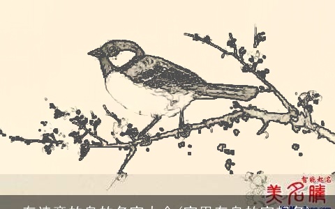 有诗意的鸟的名字大全(字里有鸟的字起名)