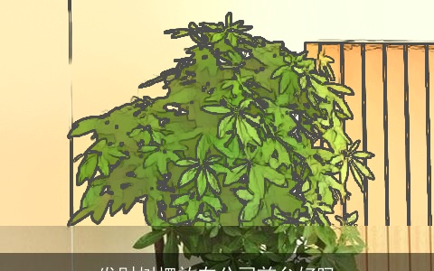 发财树摆放在公司前台好吗