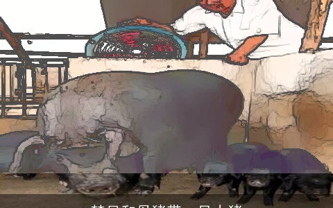 梦见和母猪带一只小猪