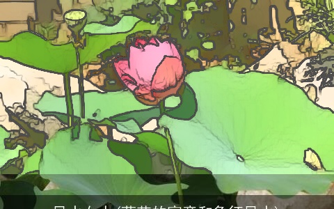 风水女人(荷花的寓意和象征风水)