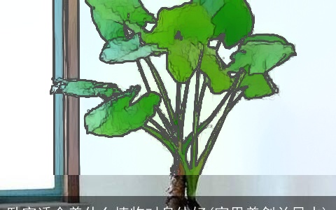 卧室适合养什么植物对身体好(家里养剑兰风水)