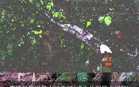 房顶种果树风水好不好(墙上长树风水好吗)