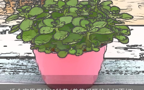 适合家里养的18种花(养花很旺的人好不好)