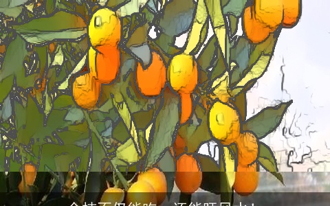 金桔不仅能吃，还能旺风水！