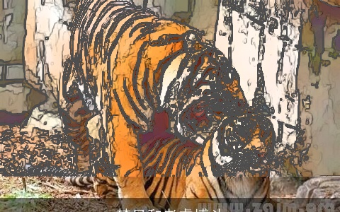 梦见和老虎搏斗