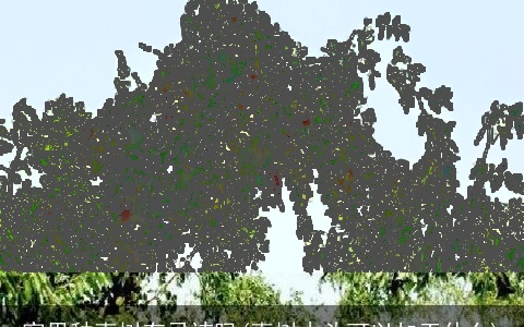 家里种枣树有忌讳吗(枣树木头可以加工什么)