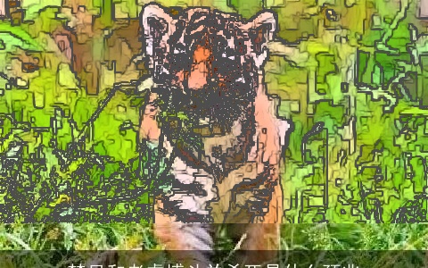 梦见和老虎搏斗并杀死是什么预兆